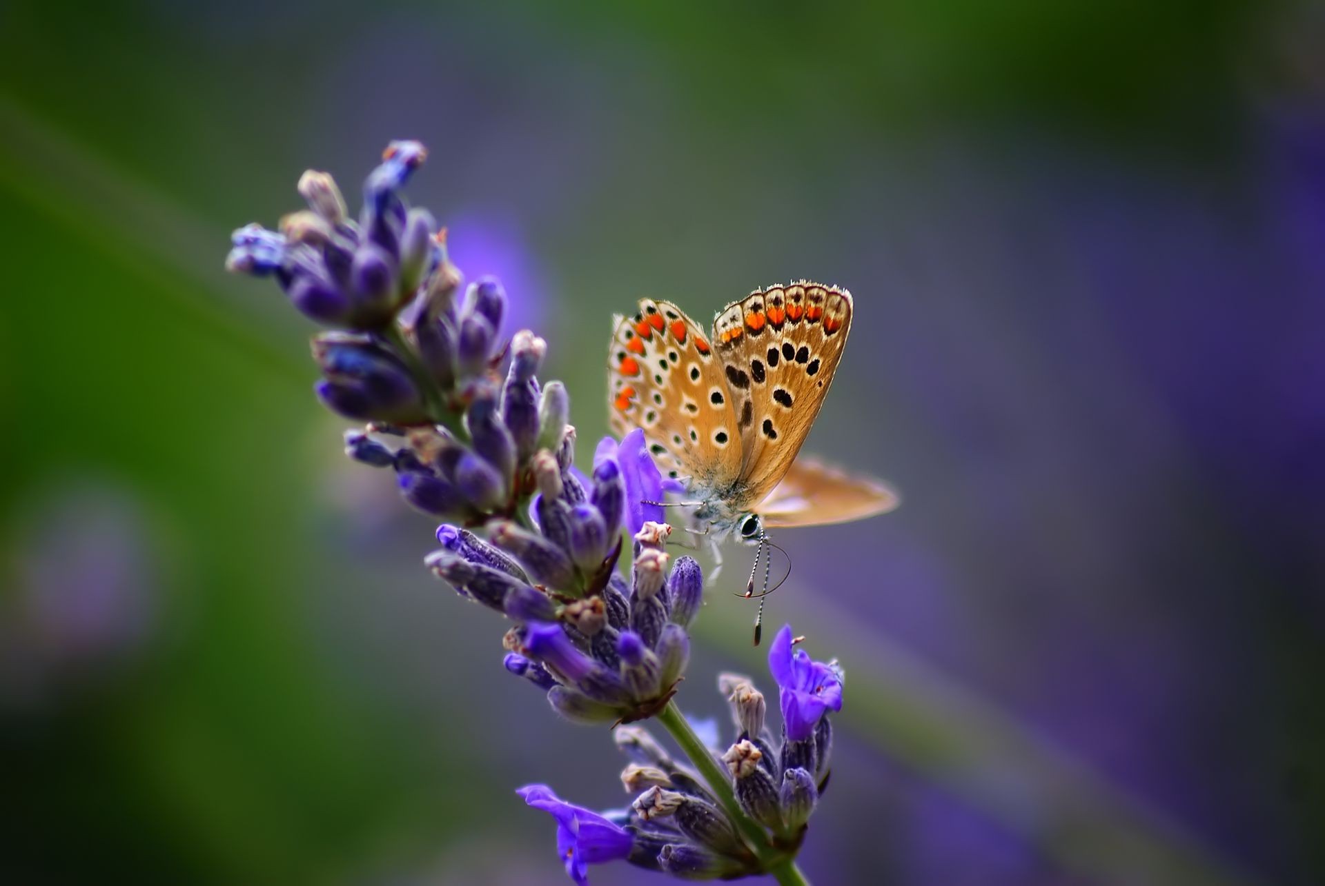 owady motyl natura kwiat owad lato flora na zewnątrz liść ogród lawenda