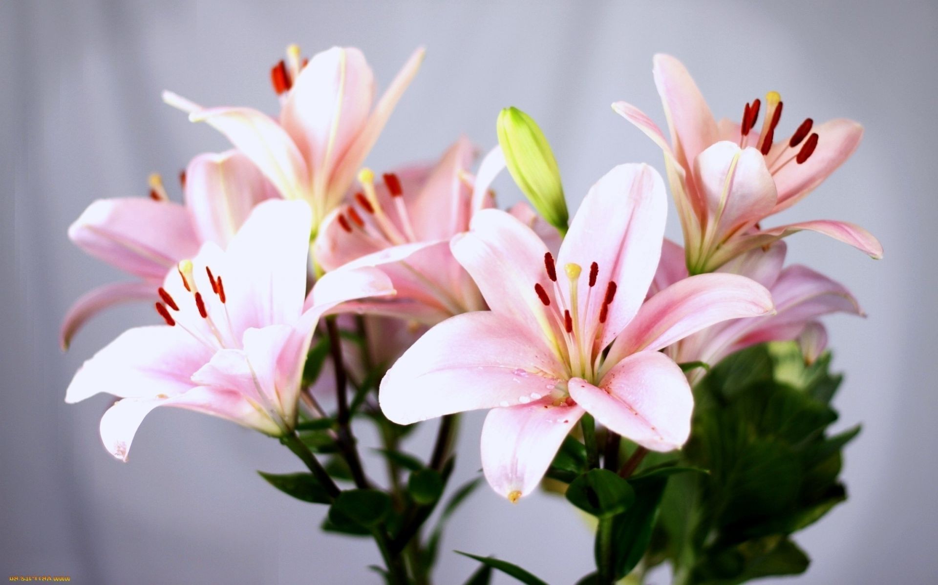 lily nature flower leaf flora summer petal growth bouquet bright delicate garden blooming floral love