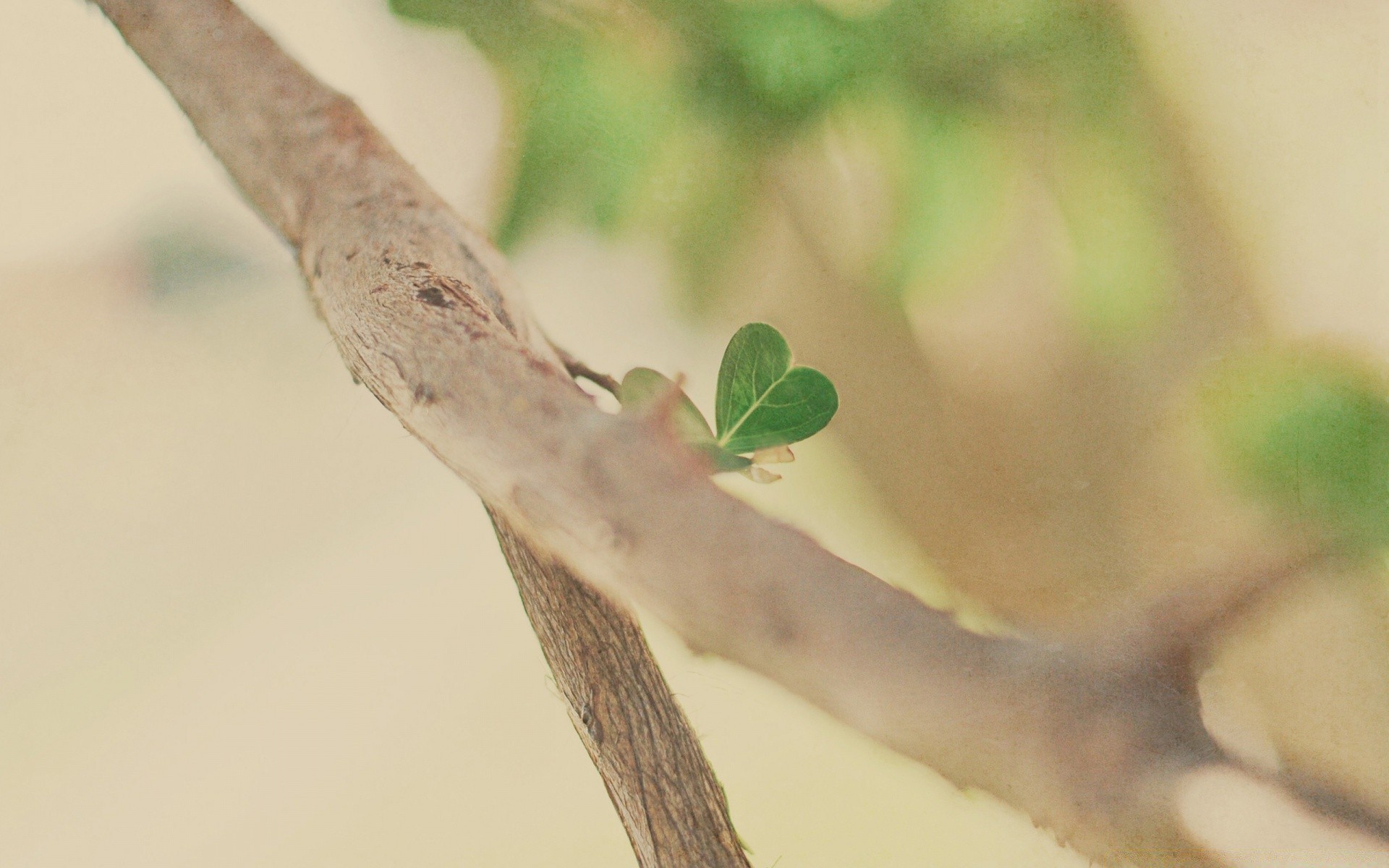 hearts nature leaf tree wood close-up flora color desktop