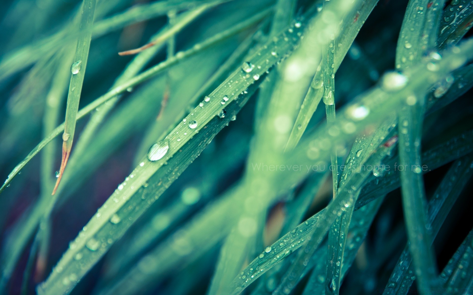 herzen regen tau tropfen blatt nass wasser tropfen flora wachstum natur frische tropfen textur farbe