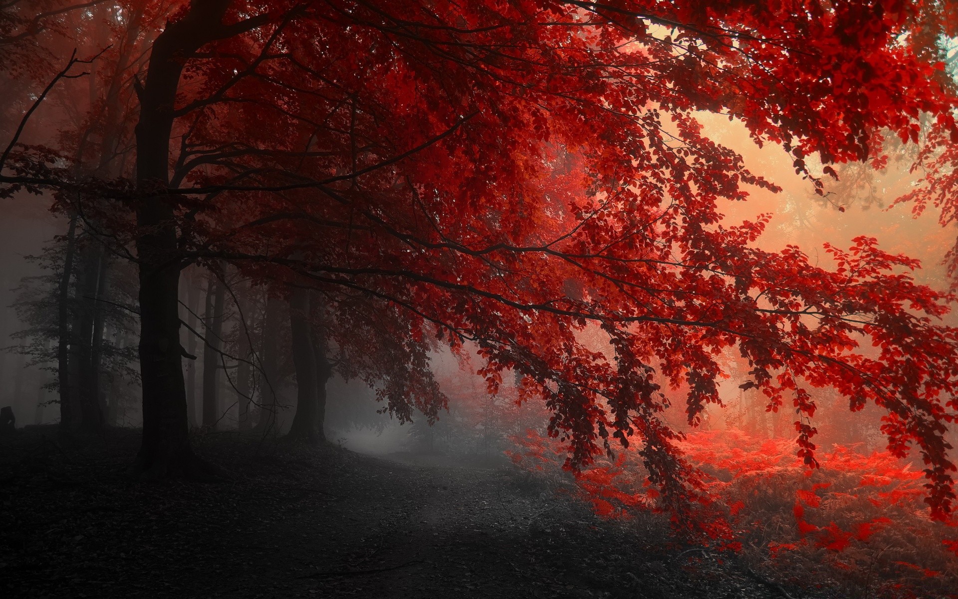 cuori autunno albero nebbia paesaggio foglia legno nebbia