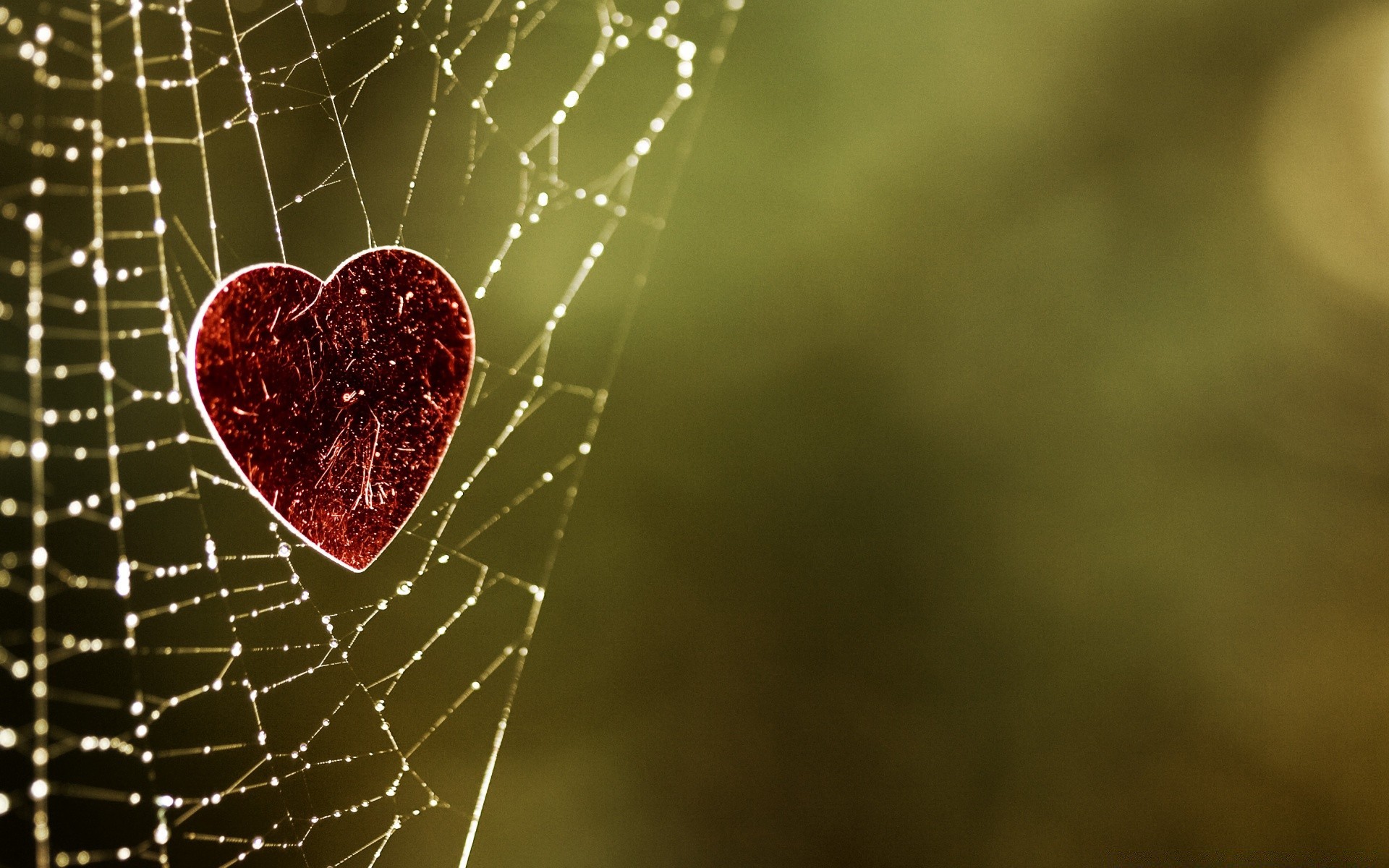 hearts spider spiderweb arachnid cobweb web trap insect creepy blur nature desktop dew abstract texture pattern fear invertebrate