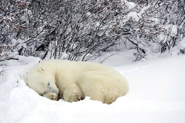 Sweet dream in the snow of polar bears