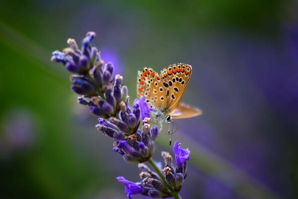 Ein Schmetterling sammelt Nektar von einer violetten Blume