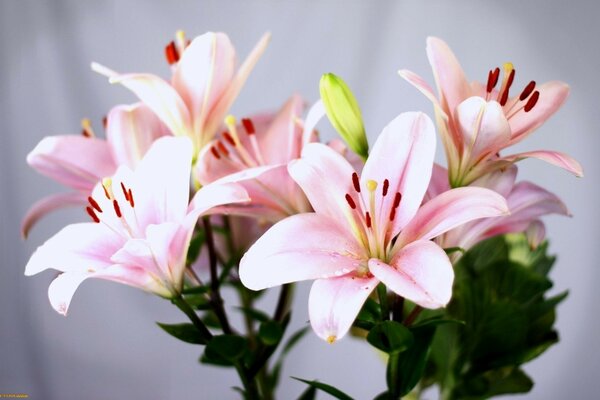 Beautiful pink live lilies