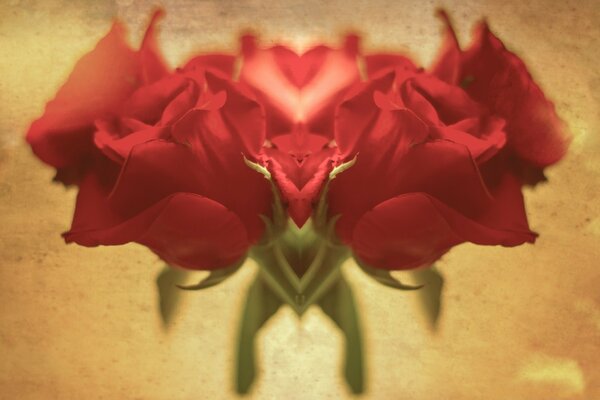 Fleur. Roses. Amour. Rouge