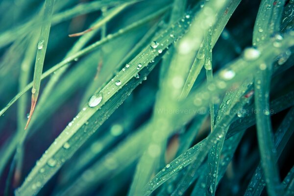 Drops running down the grass. Dew. Rain