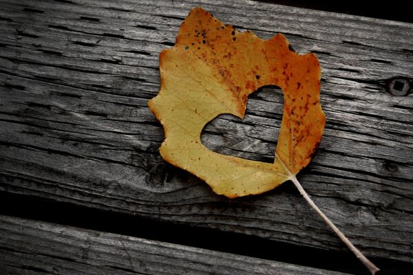 Feuille d automne avec trou en forme de coeur