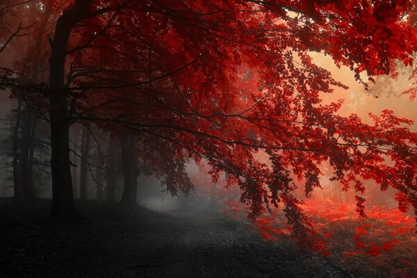 Herbst. Bäume. Schöne Landschaft