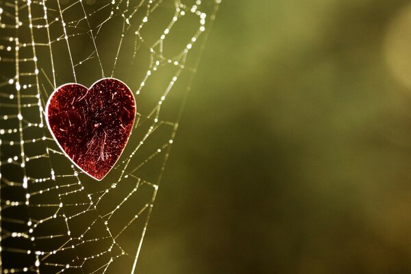 Corazón en la telaraña de otoño en el fondo del pantano