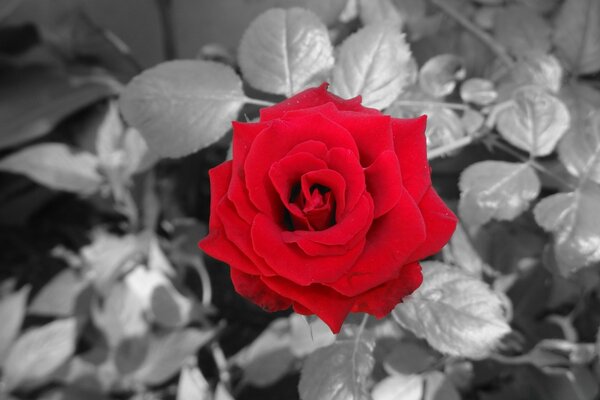 Image Monochrome d une rose rouge