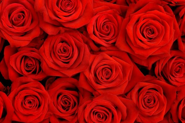Un millón de hermosas rosas rojas