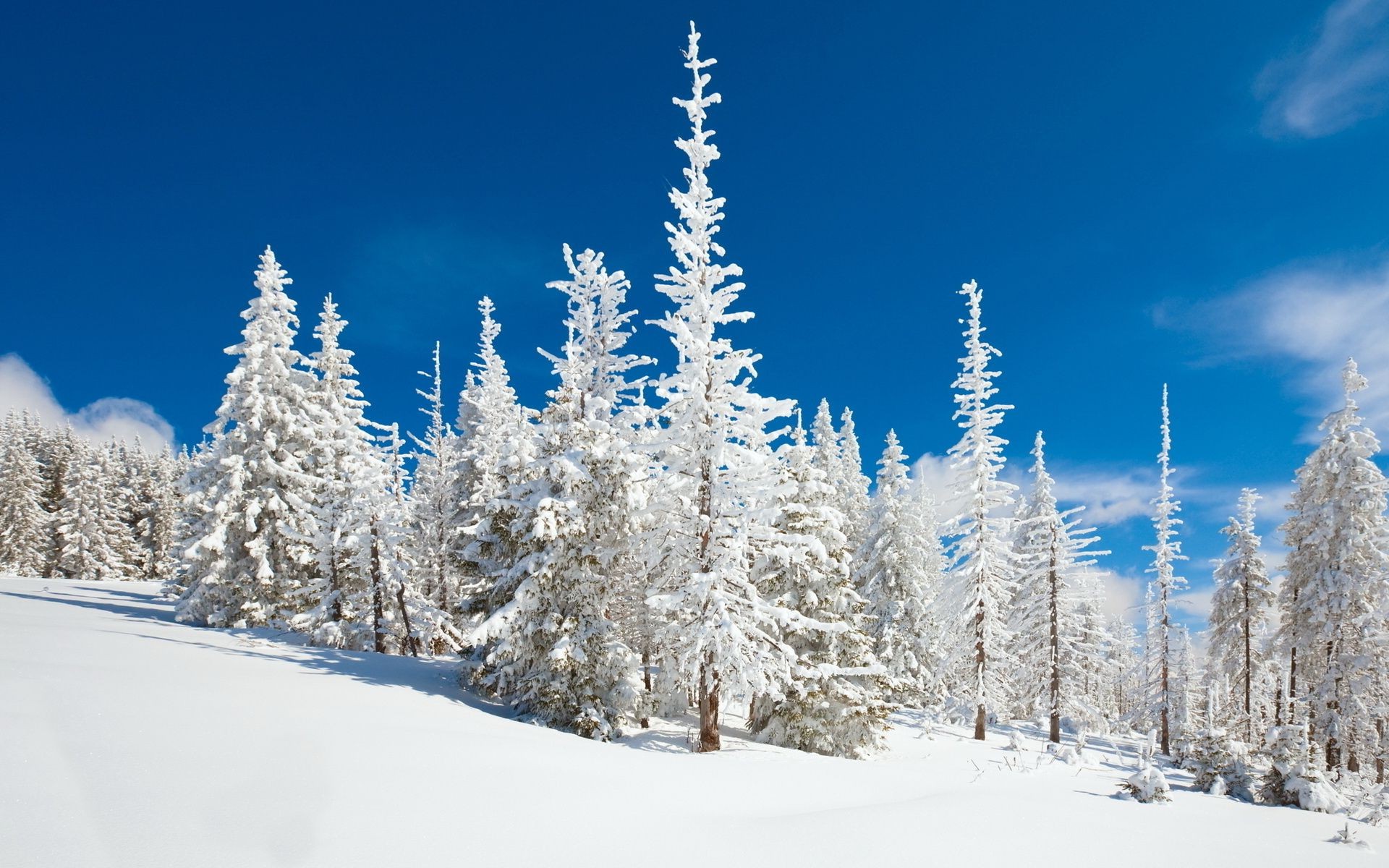 hiver neige froid gel bois congelé saison arbre glace montagne neigeux météo paysage sapin scénique evergreen poudre beau temps sapin nature