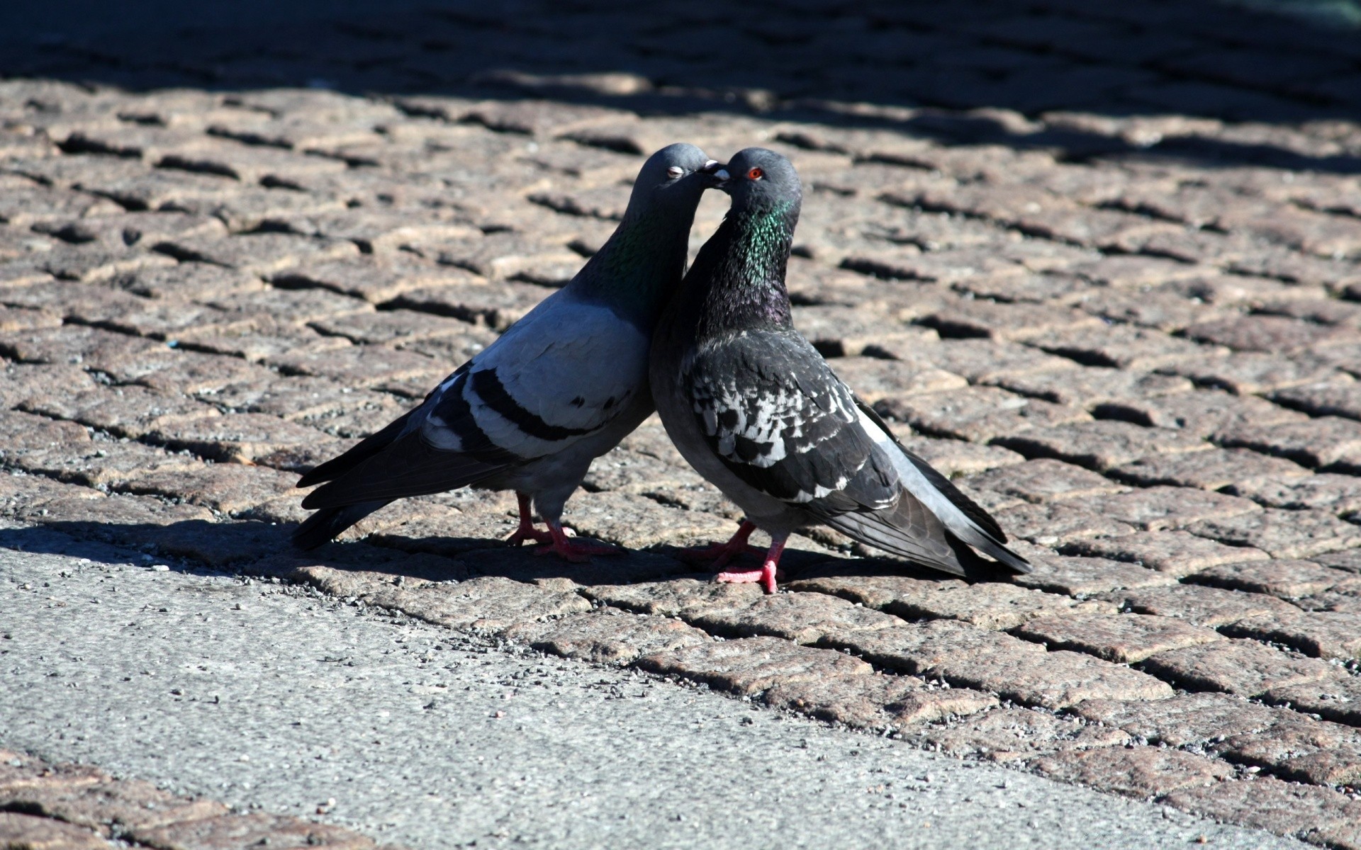 herzen vogel natur taube tierwelt im freien tier feder ein stein