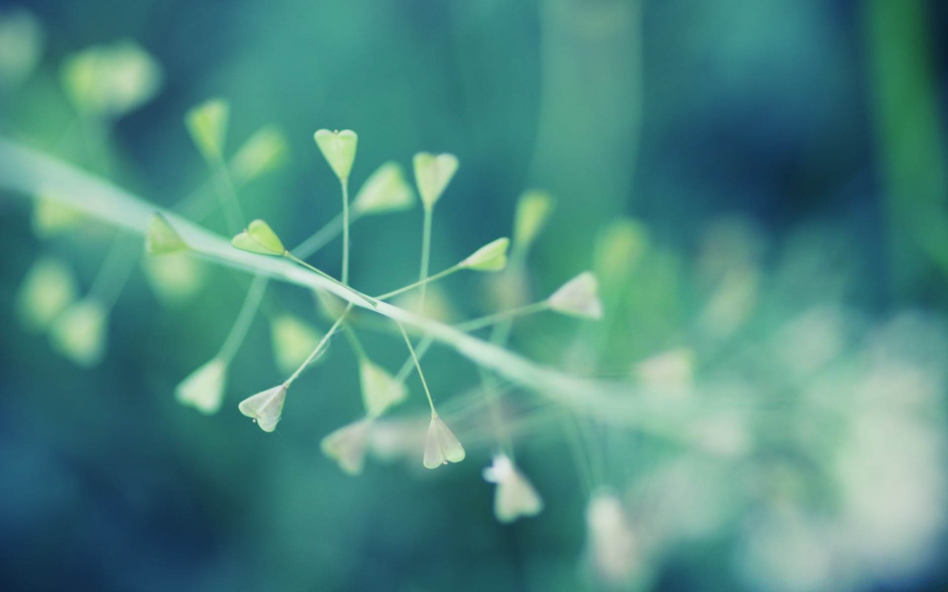 hearts leaf flora nature growth garden summer drop blur desktop freshness rain light abstract color bright close-up