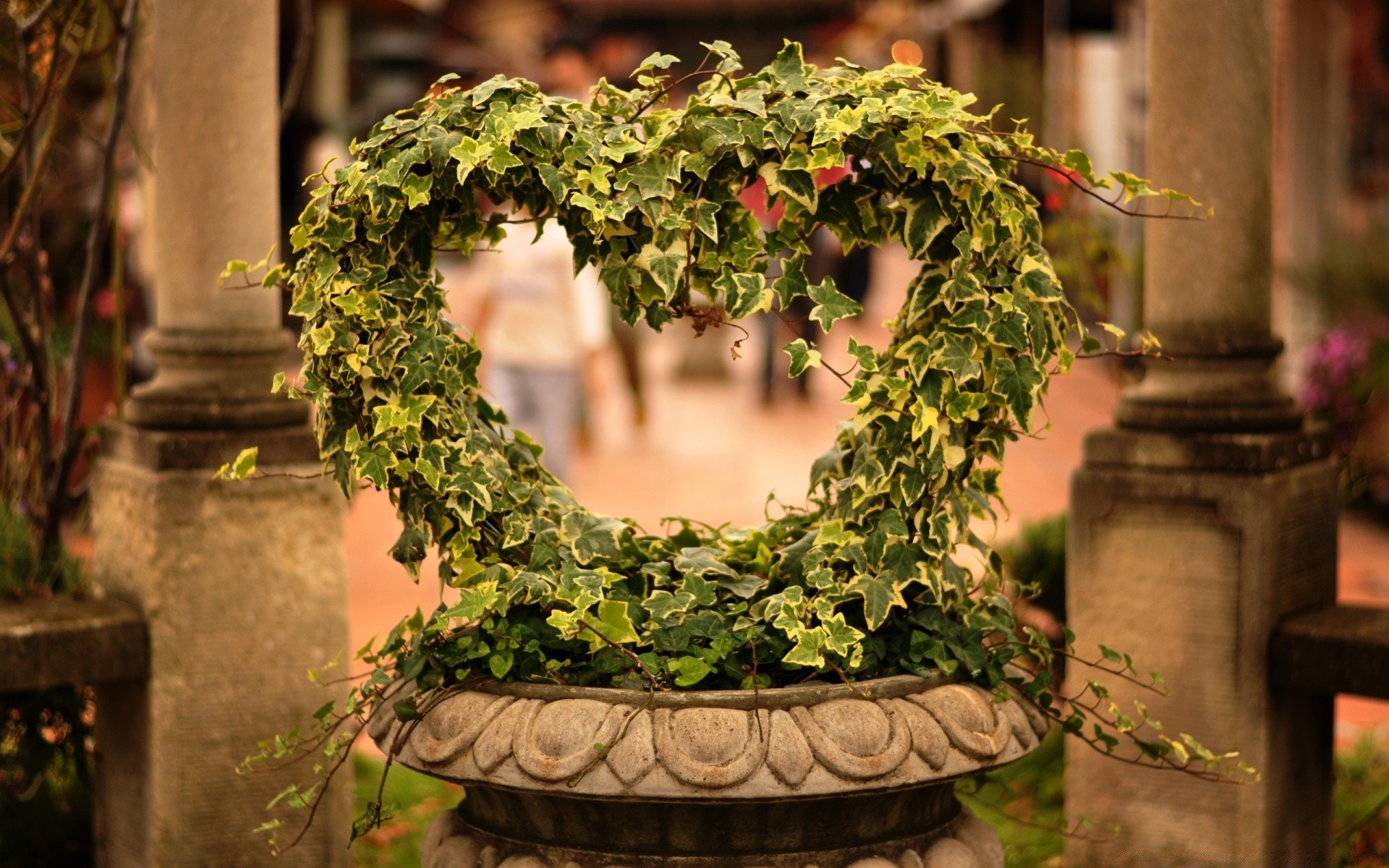 cuori fiore edera giardino foglia vaso architettura flora albero casa decorazione esterna rosa vite