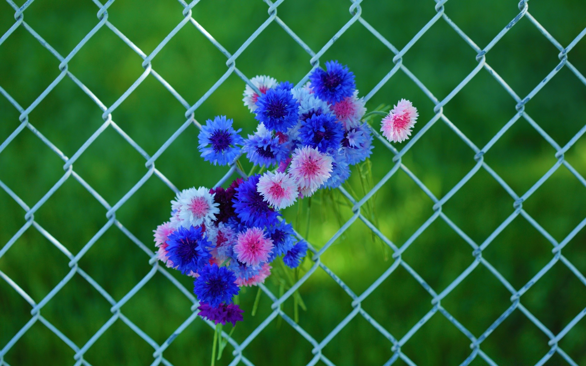 cuori recinzione gabbia calcio