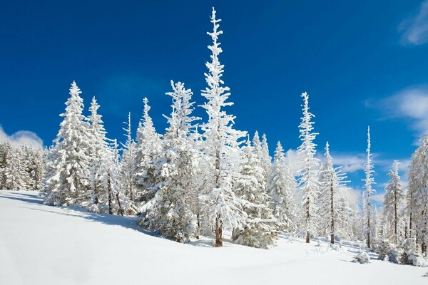 Bella mattina nella foresta invernale