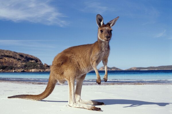 Kangourou sur la plage. Mer bleue