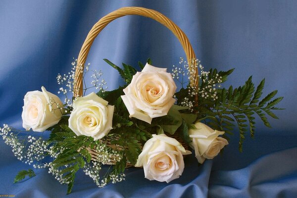 Bouquet of five white roses on a background of blue draped fabric