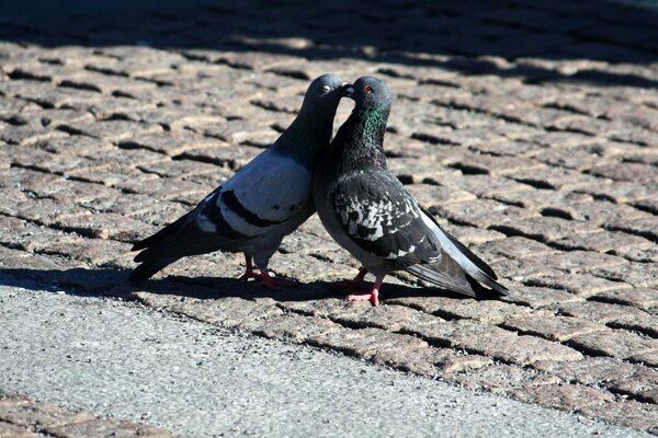 Deux pigeons sur un pavé solaire