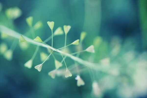 A branch of grass with heart leaves