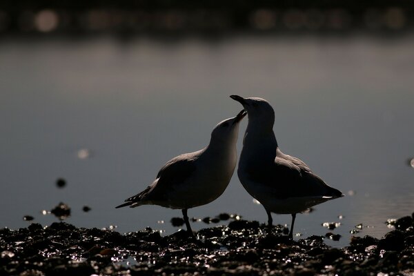 Oiseaux d amour dans la nature