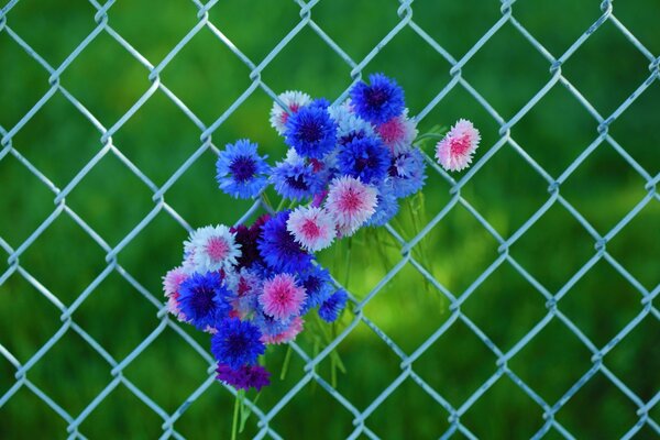 The flowers in the fence grid are blue and purple