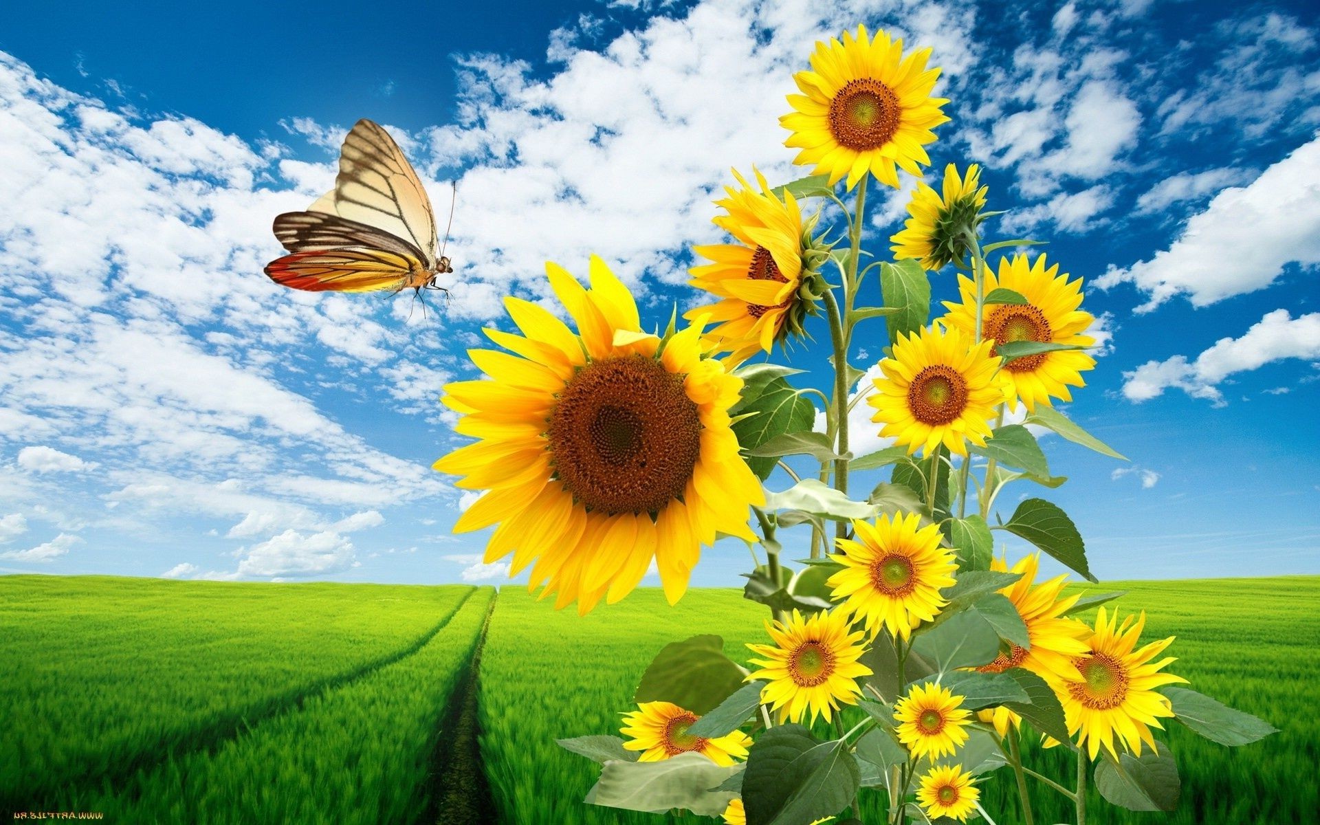 природа подсолнечник цветы nature sunflower flowers бесплатно