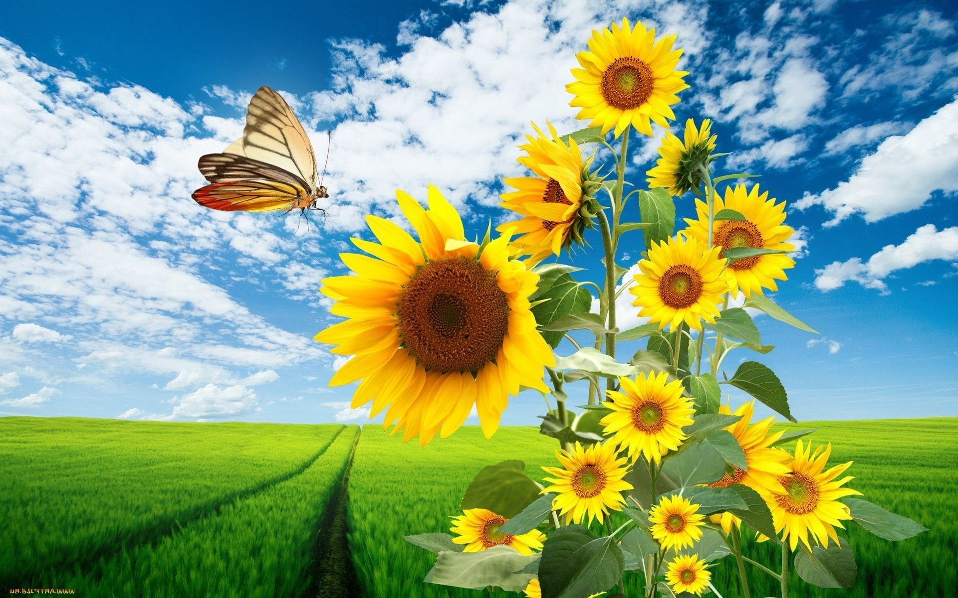 flowers nature field summer flora sunflower hayfield sun flower growth rural bright grass leaf sky fair weather garden season sunny vibrant