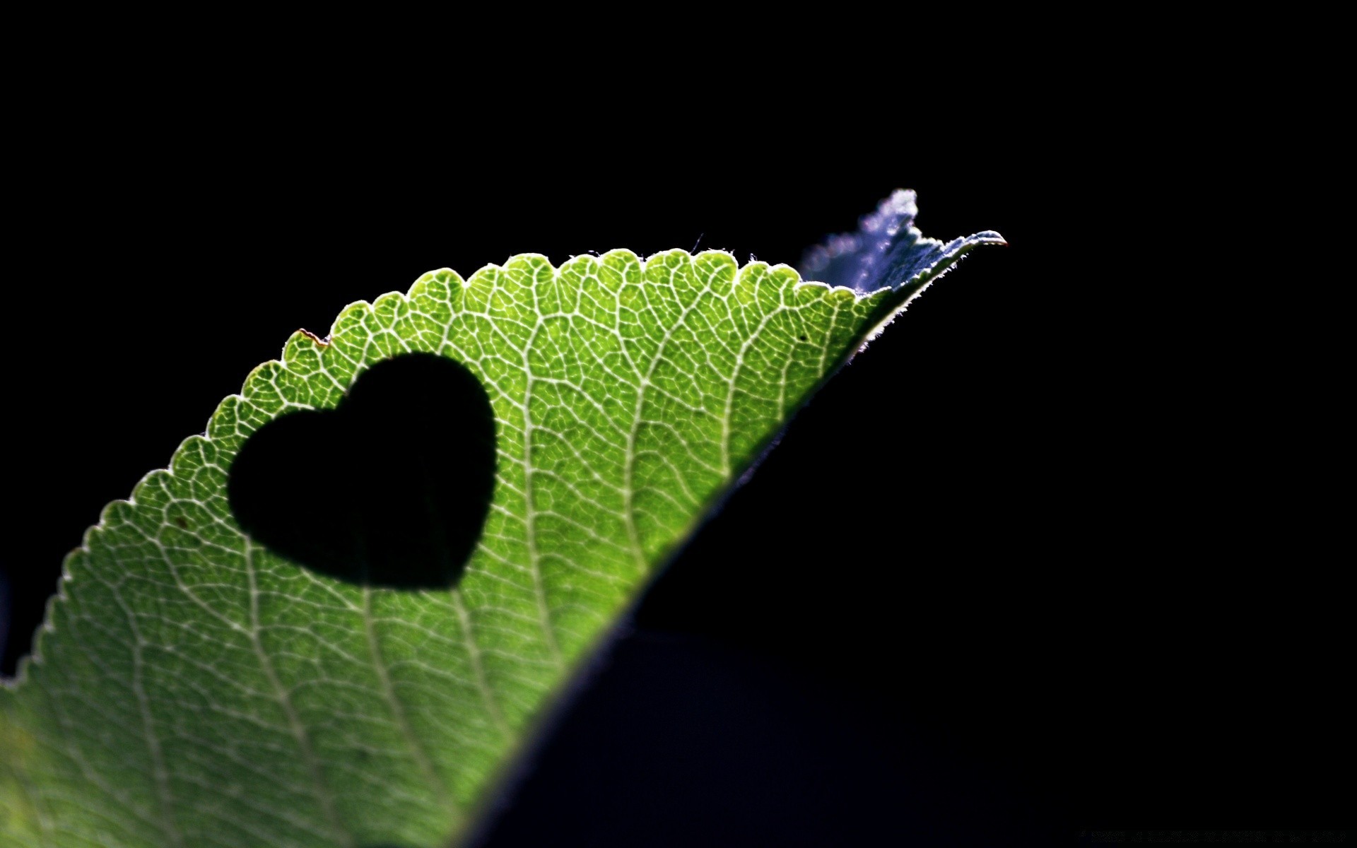 herzen blatt natur flora desktop garten umwelt insekt farbe fallen licht schließen abstrakt regen wachstum