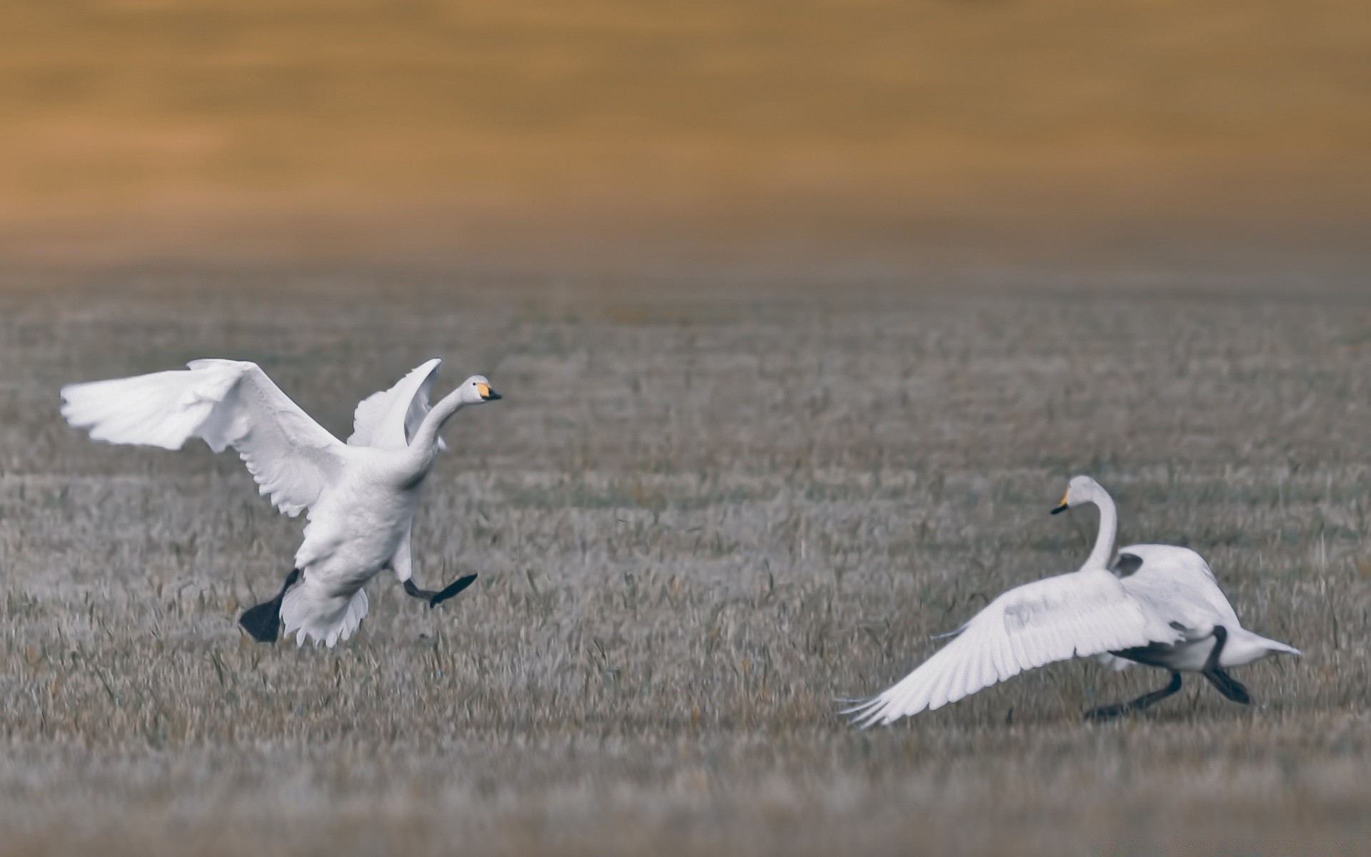 herzen vogel tierwelt schwan wasser feder möwen natur wasservögel tier see flug gans hals schnabel vögel winter flugzeug im freien wild