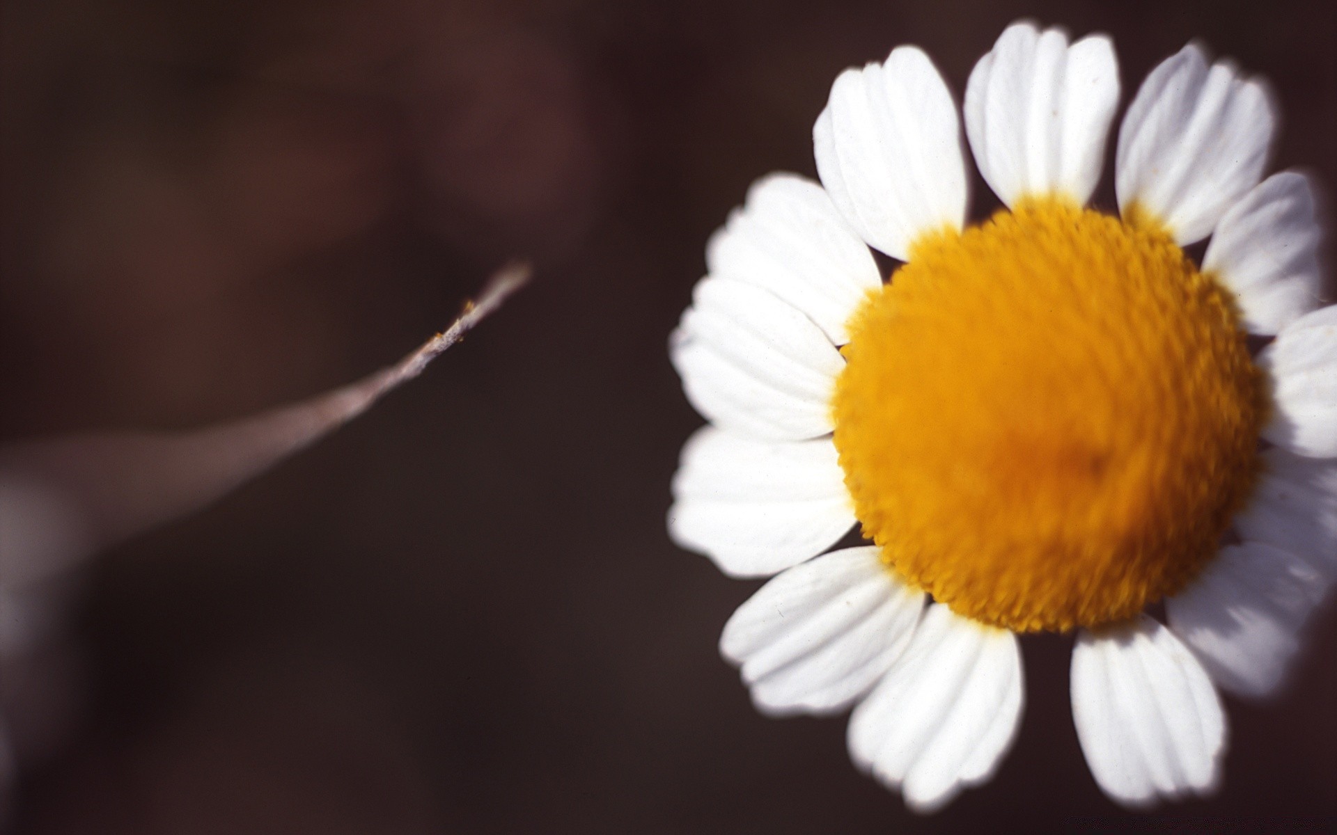 hearts nature flora flower close-up blur desktop bright beautiful color leaf