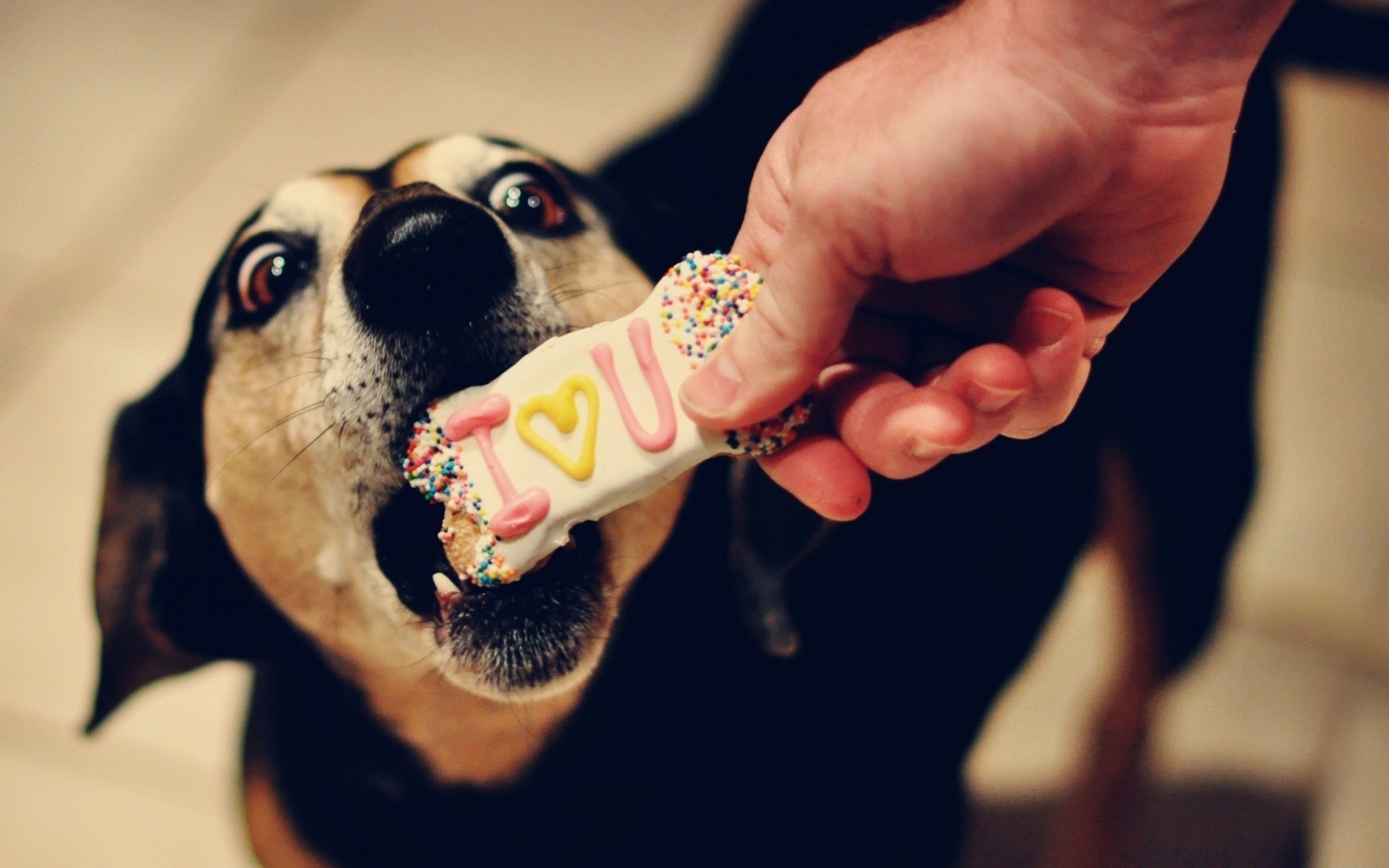 corações cão retrato menina mulher solteiro adulto mamífero animal