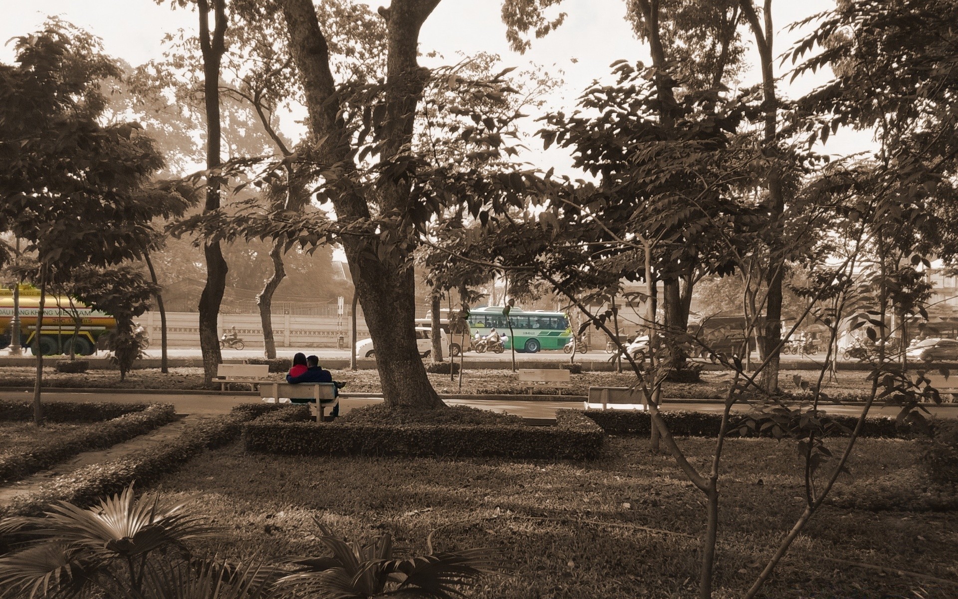 corações árvore parque banco ao ar livre jardim paisagem sombra estrada solteiro