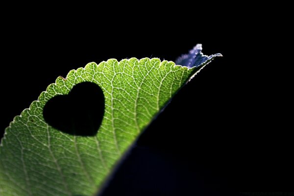 A heart carved on a leaf