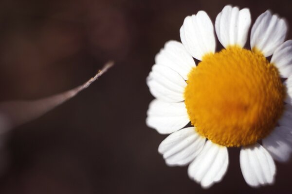 Camomilla solitaria in una macro ripresa