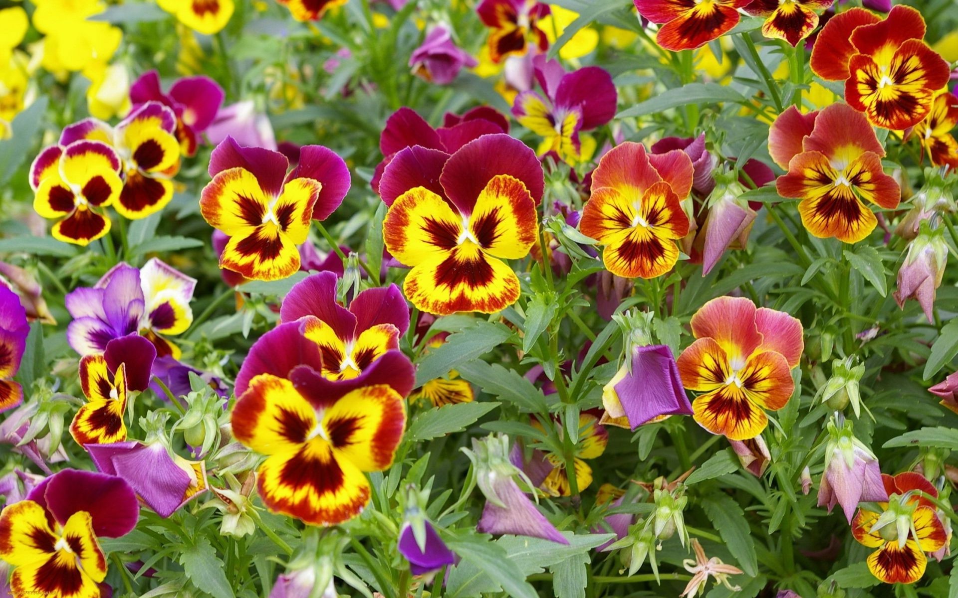 flowers nature flower floral pansy garden flora summer leaf bright viola blooming color petal violet growth botanical outdoors fair weather horticulture