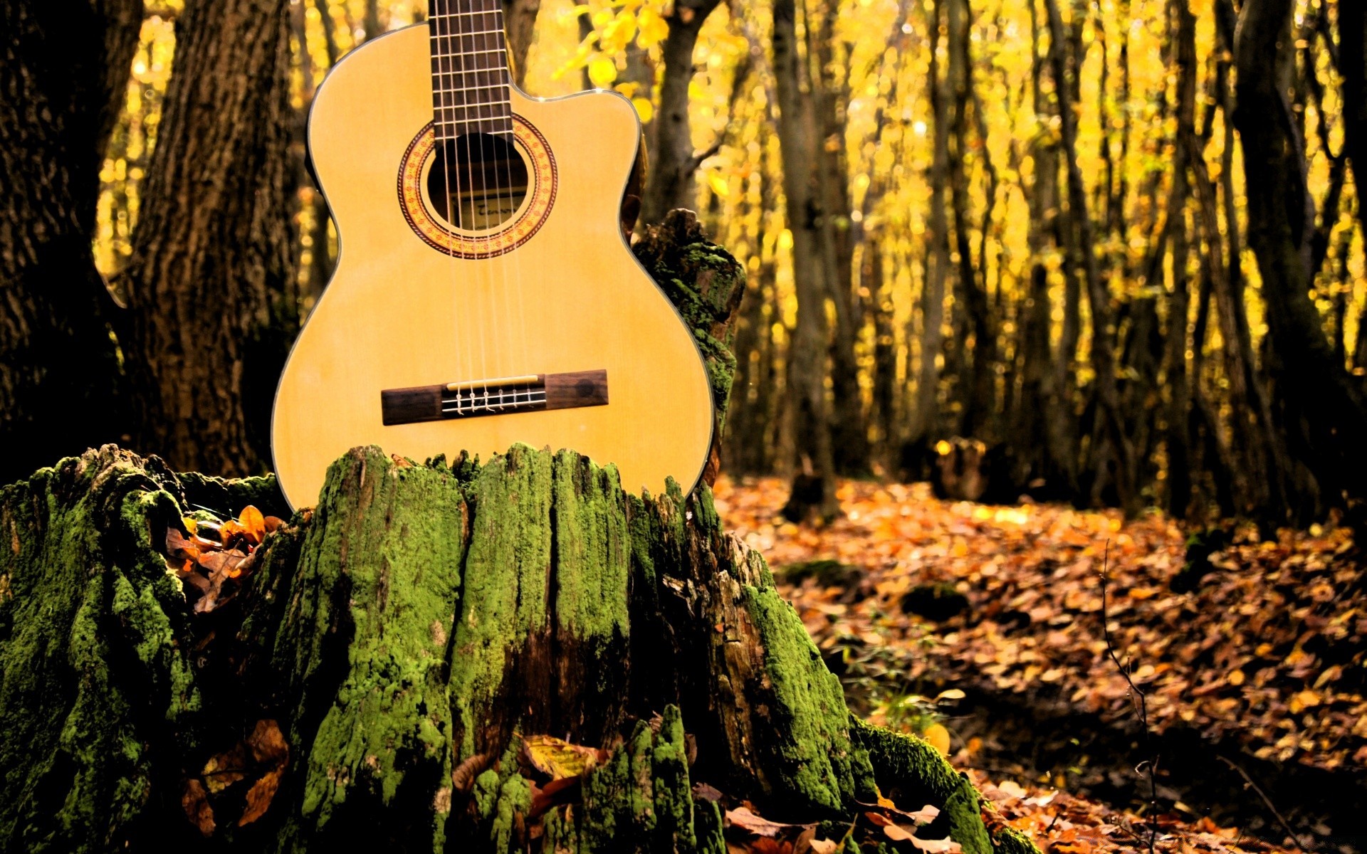 music wood nature tree outdoors fall leaf