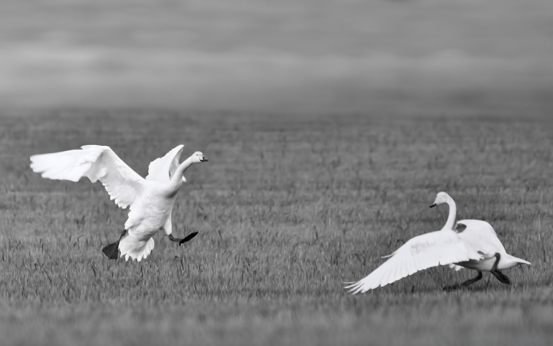 serca ptak natura łabędź dzikiej przyrody lot zwierzę pióro gęś niebo jezioro ptactwo wodne na zewnątrz woda ptaki jałowa wolność mewy jeden latać dziób