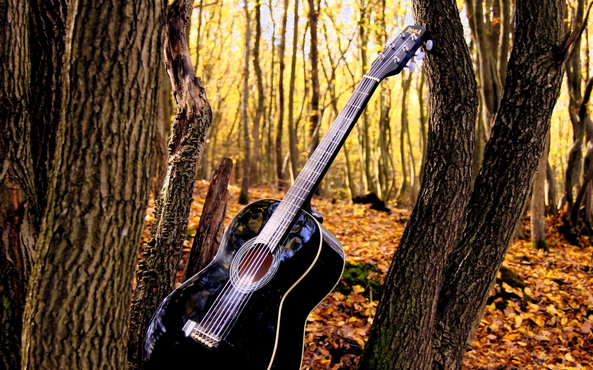 musik holz holz herbst im freien natur park blatt licht saison ein tageslicht ahorn