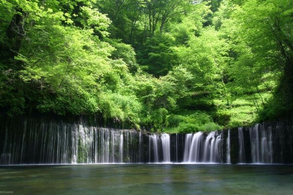 Forest and waterfall in summer