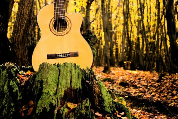 Guitarra no parque amarelo. Natureza