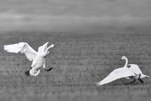 Cisnes en blanco y negro