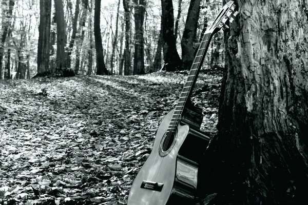 A lonely guitar in the forest is waiting for its musician