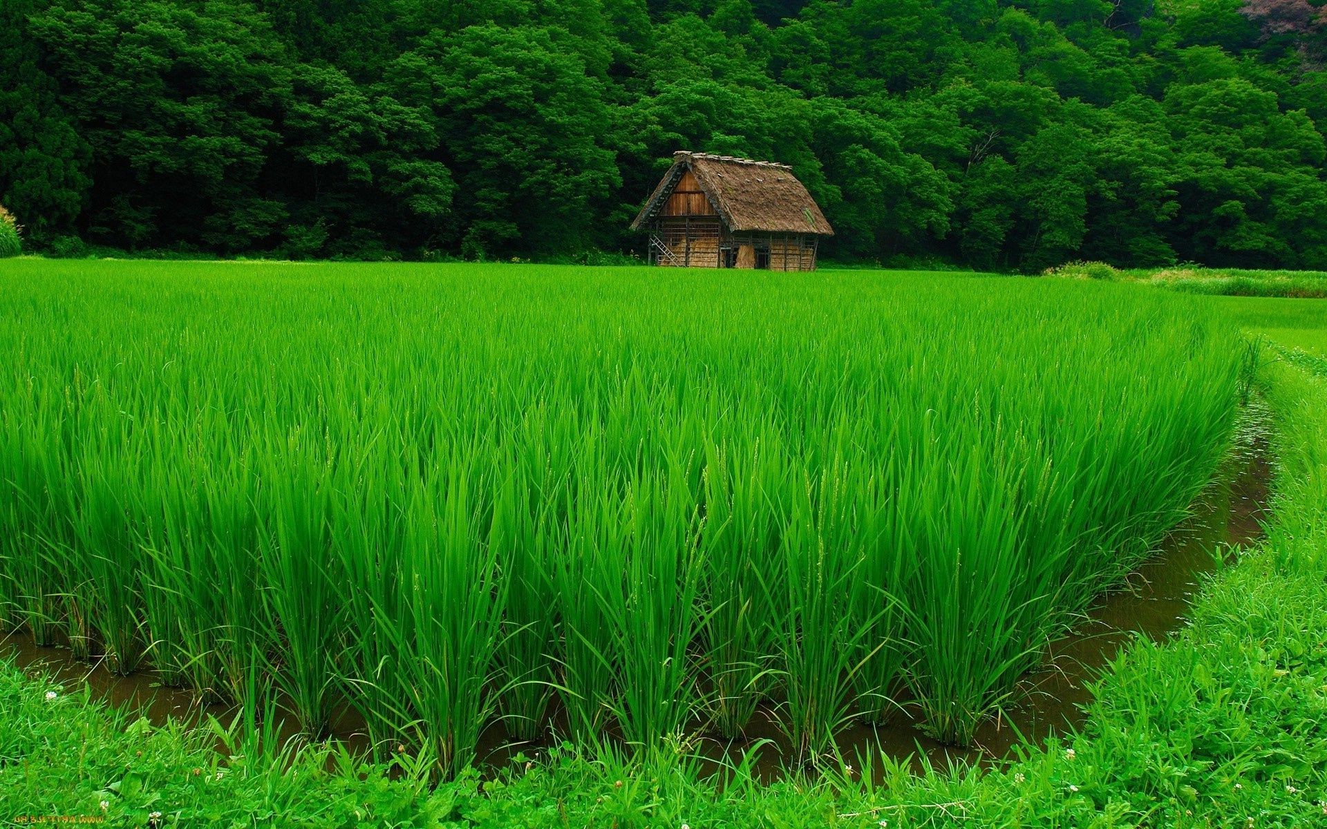 felder wiesen und täler reis landwirtschaft paddy bauernhof gras wachstum des ländlichen üppig weide flocken bebautes land im freien feld landschaft ernte flora sommer landschaft blatt