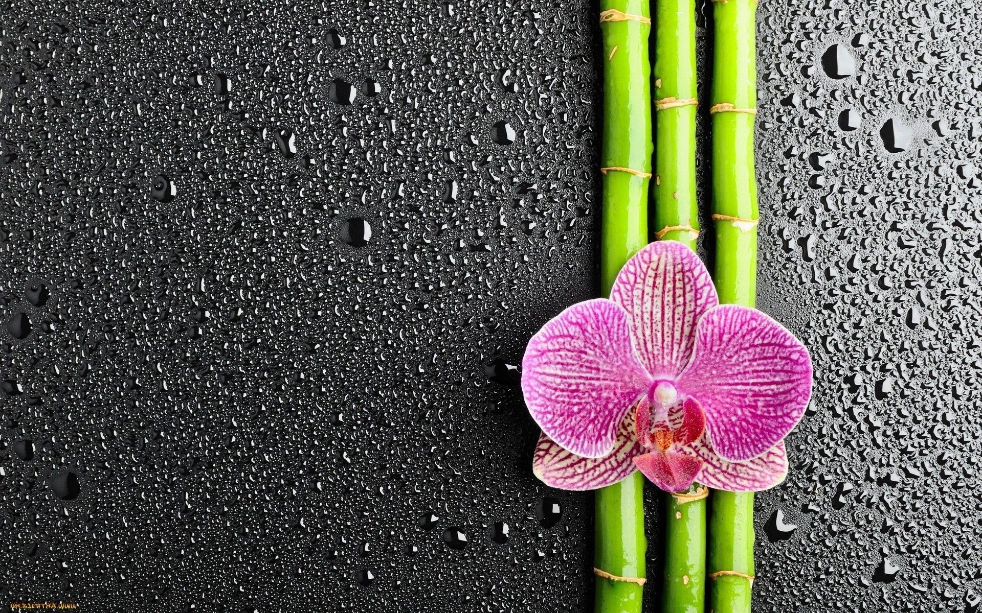 flowers zen bamboo nature desktop flora flower tropical garden