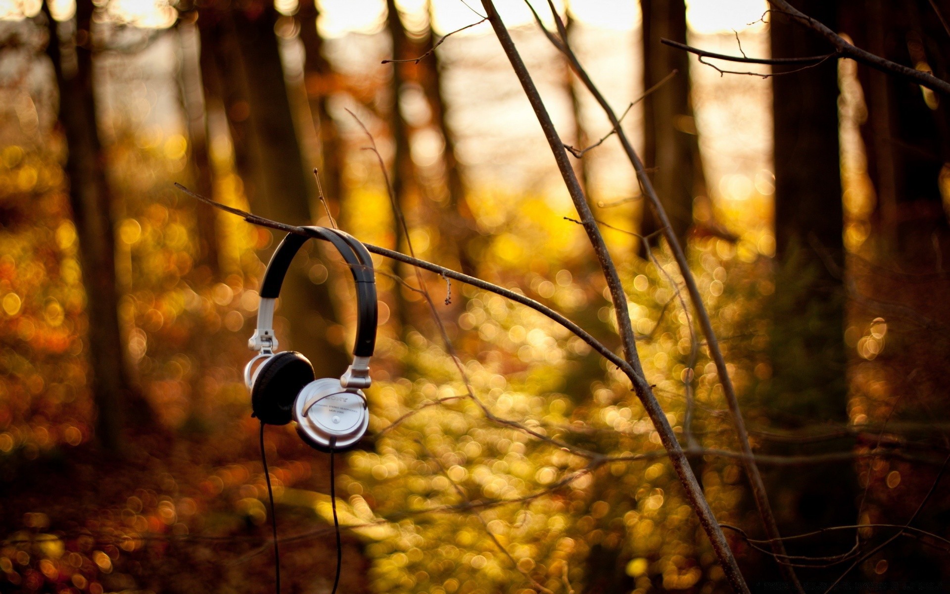 muzyka drewno jesień drewno natura liść na zewnątrz złoto park światło sezon kolor