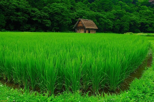 A small house by a rice pond