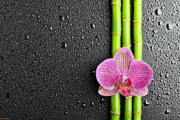 Orquídea y bambú-combinaciones maravillosas para el conocimiento Zen